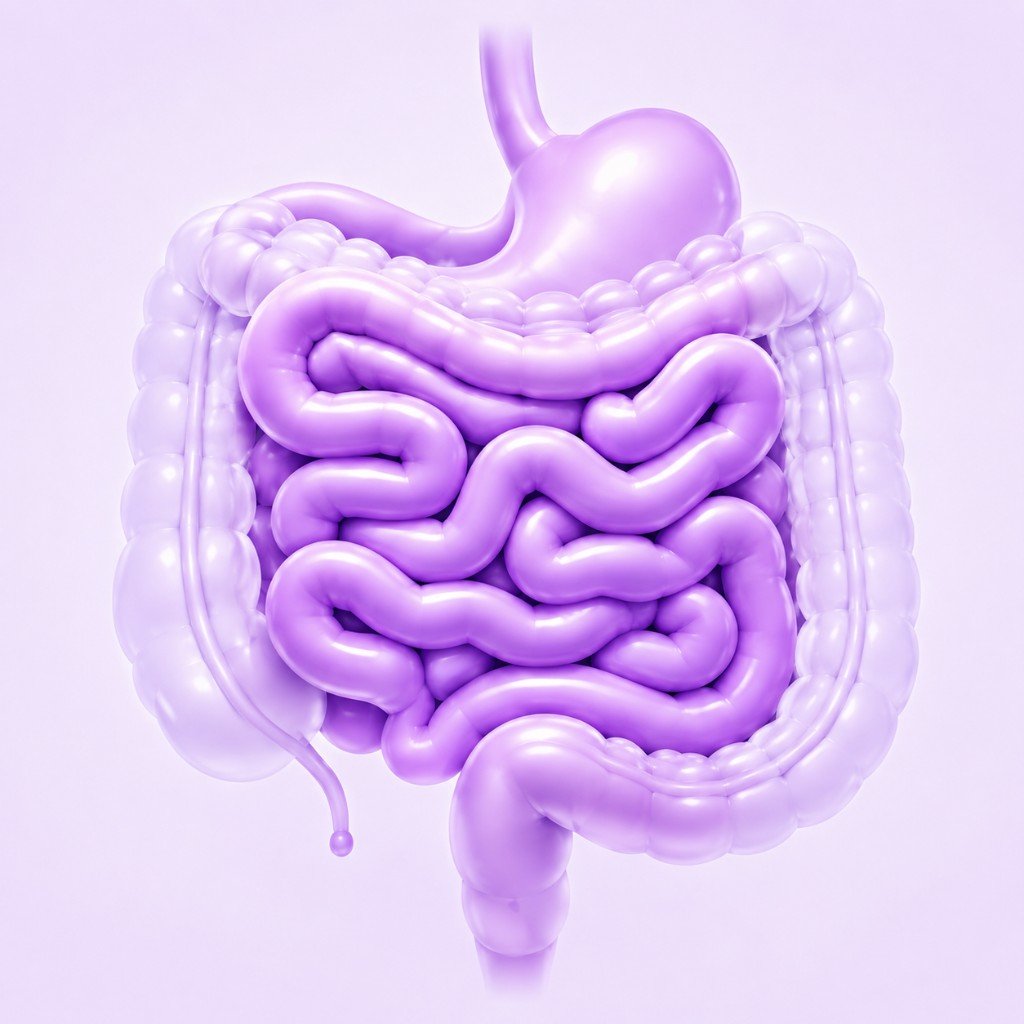 Ilustración 3D del sistema digestivo, con el intestino delgado en el centro